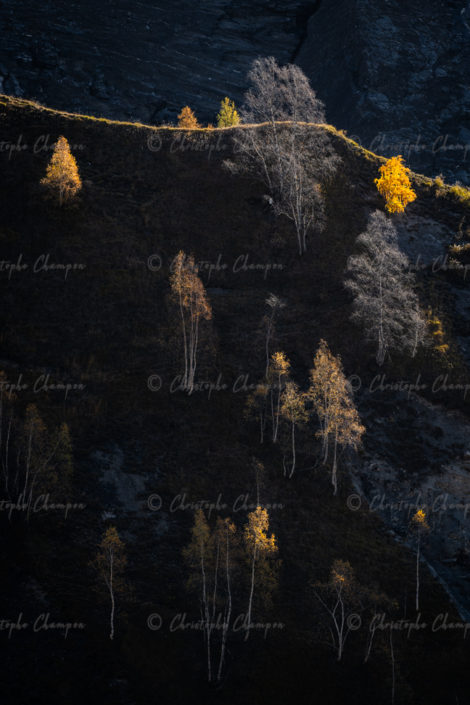 N° 313 : Les pionniers en automne.