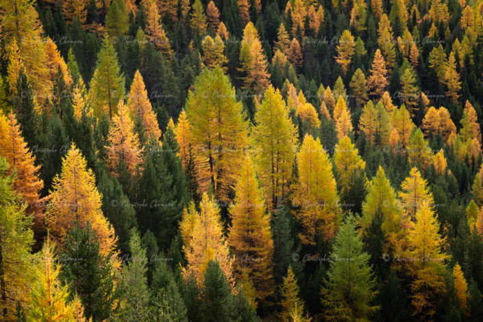 N° 316 : Automne sur le mélézin