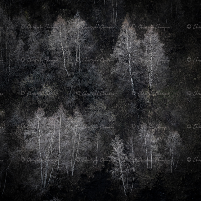 N° 324 : Squelettes