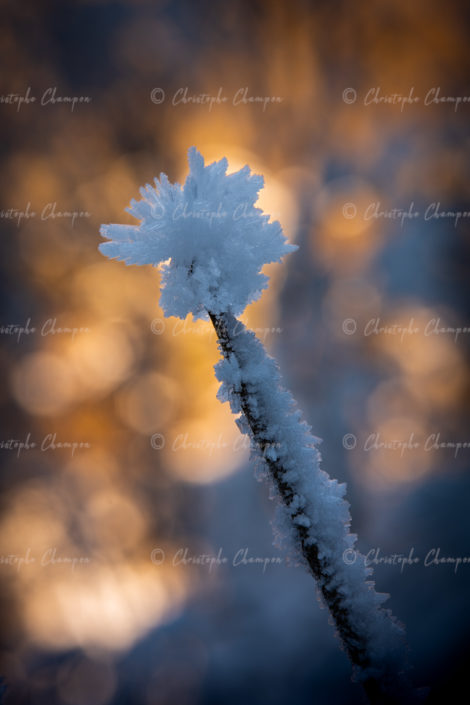 N° 358 : Friandise hivernale.