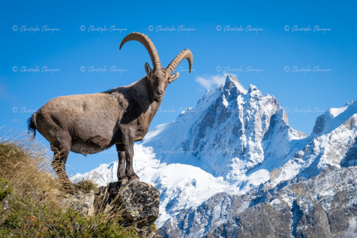 N° 395 : La Meije et la bête.